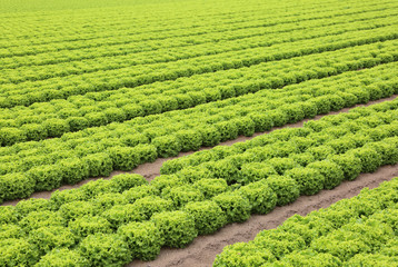 wide cultivated fields of green lettuce in the plain