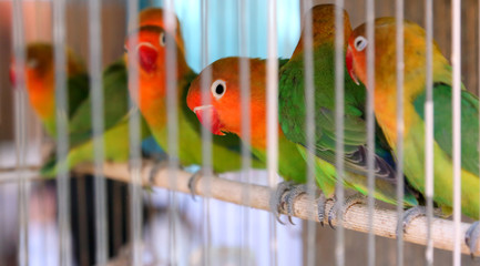 orange and green parrots in a cage in a pet shop