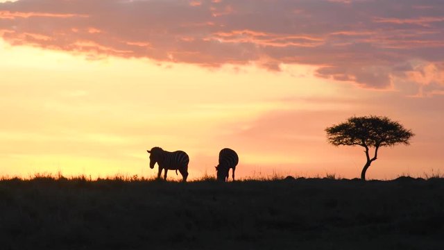Zebras feeding grasses in Maasai Mara at sunset