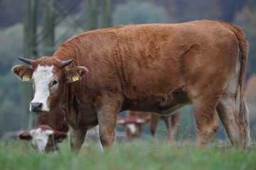 Swiss Cow