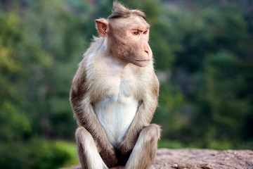 Rhesus Macaque little monkey close to Arunachala ashram at Tiruvannamalai, Tamil Nadu, India