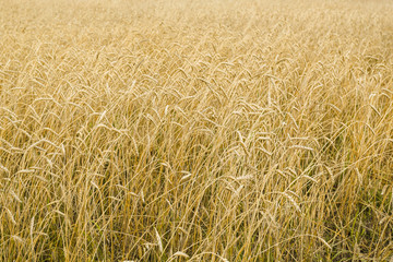 Field of golden ripe wheat close up
