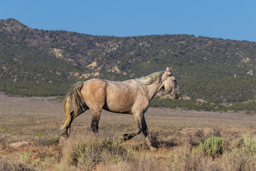 Wild Horse in the Colorado High Desert in Summer