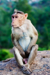 Obraz premium Rhesus Macaque little monkey close to Arunachala ashram at Tiruvannamalai, Tamil Nadu, India