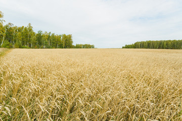 Naklejka premium Field of golden wheat and blue sky with clouds