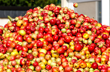 Naklejka na ściany i meble Mountain of apples for making cider and apple juice in Hesse, Germany
