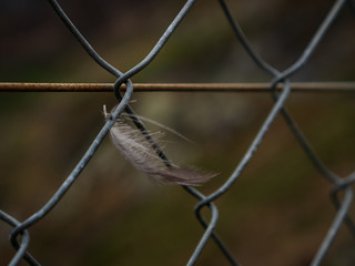 Feather caught in a steel wire net fence on a windy day