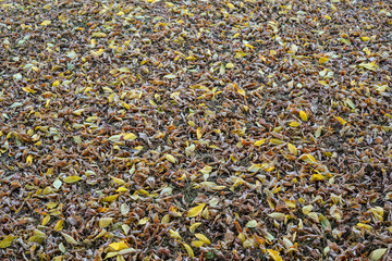 Fall background. Fallen autumn leaves on bright green grass in sunny morning light. Fall season nature background.