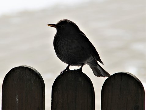 Junge Amsel