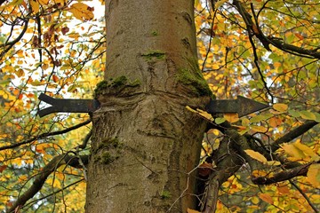 Von Wegweiser durchbohrte Buche mit Gesicht 
