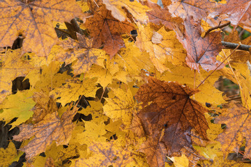 Colorful background of autumn leaves
