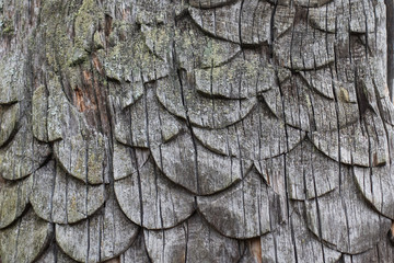 Scale wood carving