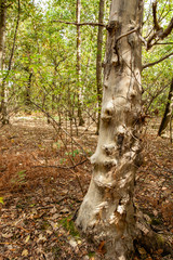 white tree in speckled light