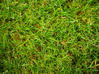 Green lawn background texture photo