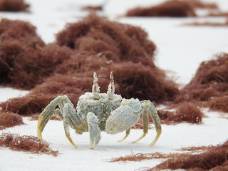 Horn-eyed Ghost Crab