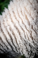 close up of sheep wool 