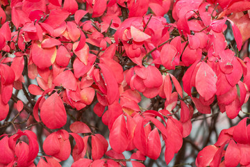 Macro shot of burning bush plant (Euonymus Alatus) with it's vibrant red leaves in the fall. © bjphotographs