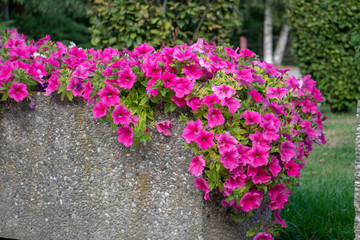 Rosa Blüten
