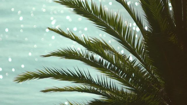 Clear Teal-Blue water sparkles and glistens from the sun behind a palm tree