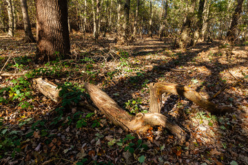 Speckled light woodland
