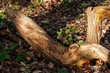Fallen tree in pool of light