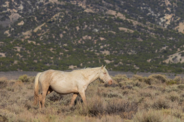 Wild Horse in the Colorado High Desert in Summer