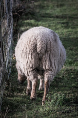 Obraz na płótnie Canvas rear end, buttocks, of sheep