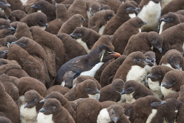 Adult Rockhopper Penguin (Eudyptes chrysocome) standing amongst a large group of nearly fully grown chicks on the cliffs of Bleaker Island in the Falkland Islands.