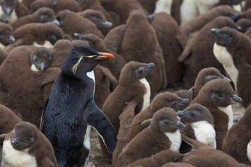 Adult Rockhopper Penguin (Eudyptes chrysocome) standing amongst a large group of nearly fully grown chicks on the cliffs of Bleaker Island in the Falkland Islands.