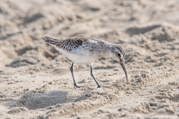 Curlew Sandpiper (Calidris ferruginea) searching for food