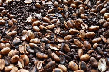 Roasted cacao seeds and peanuts ready to be grinded to make hot chocolate