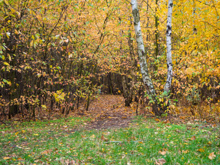 Forest in autumn with green, brown, yellow and red leaves, some green grass and a hint of a path