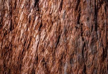 Old rough wood texture. Wooden texture background.