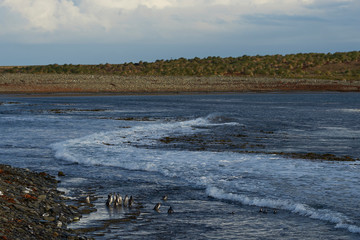Magellanic Penguins (Spheniscus magellanicus) on a beach on Bleaker Island in the Falkland Islands.