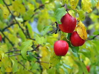 Rote Äpfel am Baum