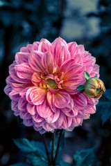 Pink dahlia close up