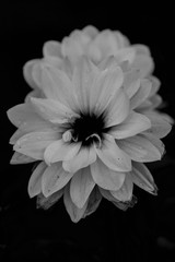 Black and white flower close up
