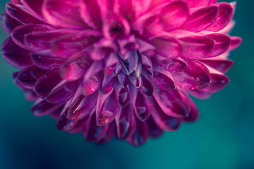 Purple dahlia