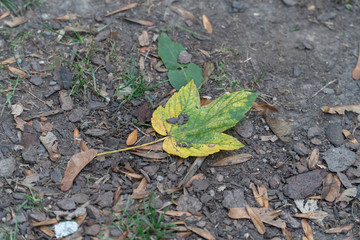 Blatt