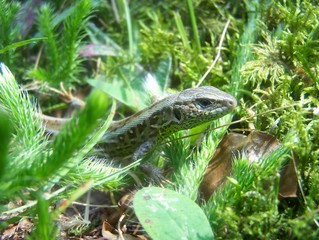 lizard on the grass