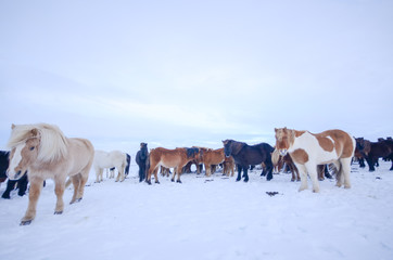 アイスランド　馬