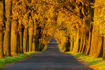 Autumn landscape road with colorful trees . Great oak alley.Autumn foliage with country road