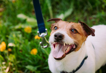 Concept of dog training to walk on leash with dog looking up at owner
