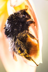 Wet bee macro