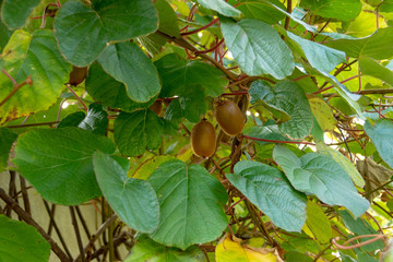 Kiwis sur leur arbre (Actinidia deliciosa)  en automne