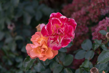 Orange rosa Blume