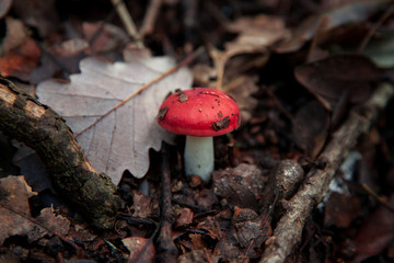 Seta roja creciendo en el bosque