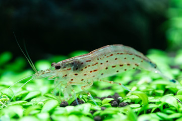 ミナミヌマエビ