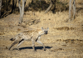 Obraz na płótnie Canvas Spotted Hyena in South Africa