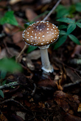 Amanita Pantherina seta tóxica 